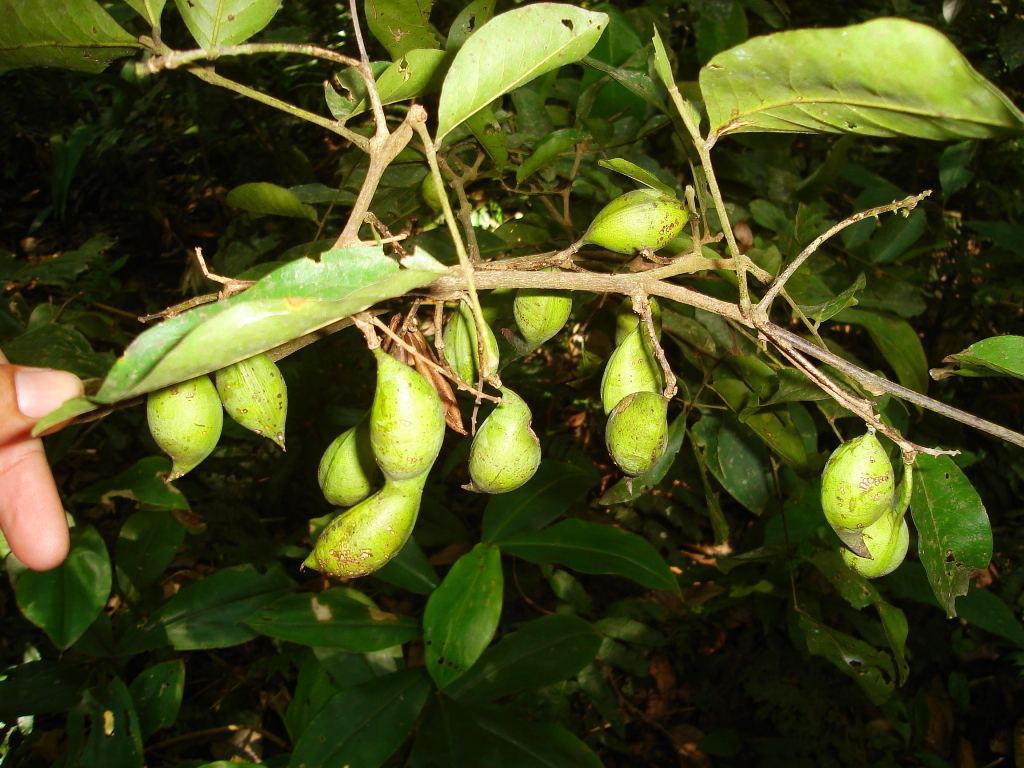 Swartzia jorori