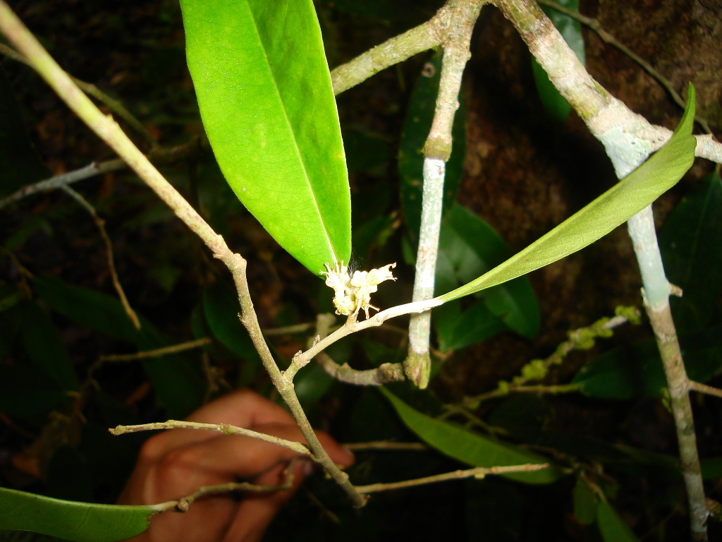 Tapura juruana