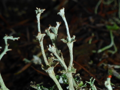 Cladonia concinna