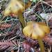 Hygrocybe conica olivaceonigra - Photo (c) Liam O'Brien, some rights reserved (CC BY-NC), uploaded by Liam O'Brien