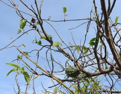 Gonolobus grandiflorus