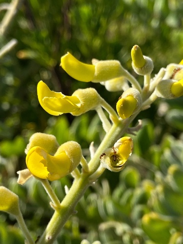 Sophora tomentosa iNat (3)