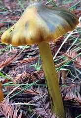 Hygrocybe olivaceonigra