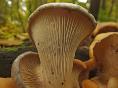 Pleurotus cornucopiae