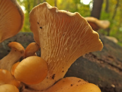 Pleurotus cornucopiae
