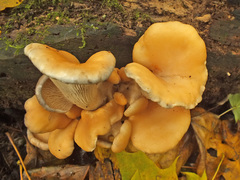 Pleurotus cornucopiae