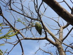 Gonolobus grandiflorus