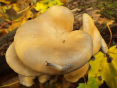 Pleurotus cornucopiae