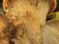 Pleurotus cornucopiae