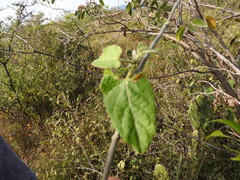 Gonolobus grandiflorus