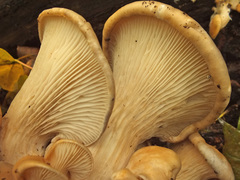 Pleurotus cornucopiae