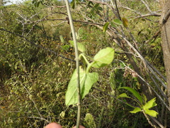 Gonolobus grandiflorus