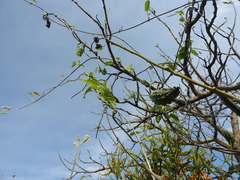 Gonolobus grandiflorus