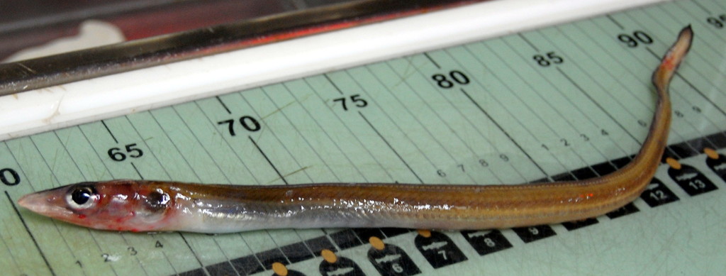 Blackgut conger (Gnathophis bathytopos) — Congridae
