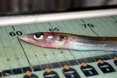 Gnathophis