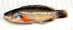 Tautogolabrus adspersus