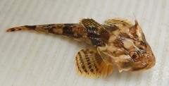 Myoxocephalus octodecemspinosus
