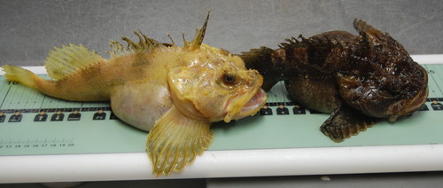 Atlantic sea raven (Hemitripterus americanus) — Hemitripteridae — 2