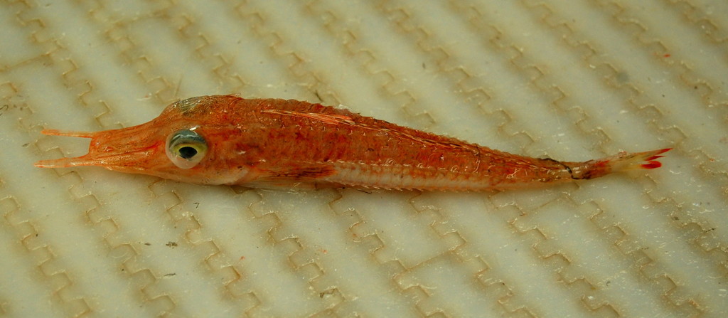 Slender Searobin (Peristedion gracile) — Peristediidae