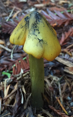 Hygrocybe olivaceonigra