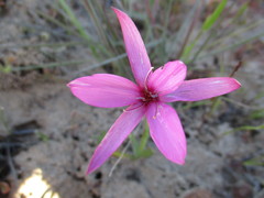 Hesperantha pauciflora