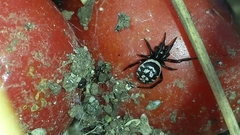 Steatoda albomaculata