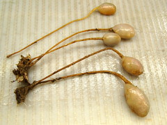 Boltenia ovifera