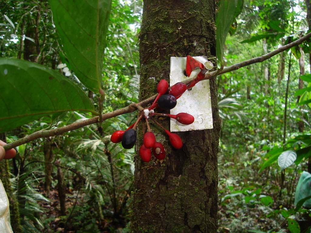 Cremastosperma leiophyllum
