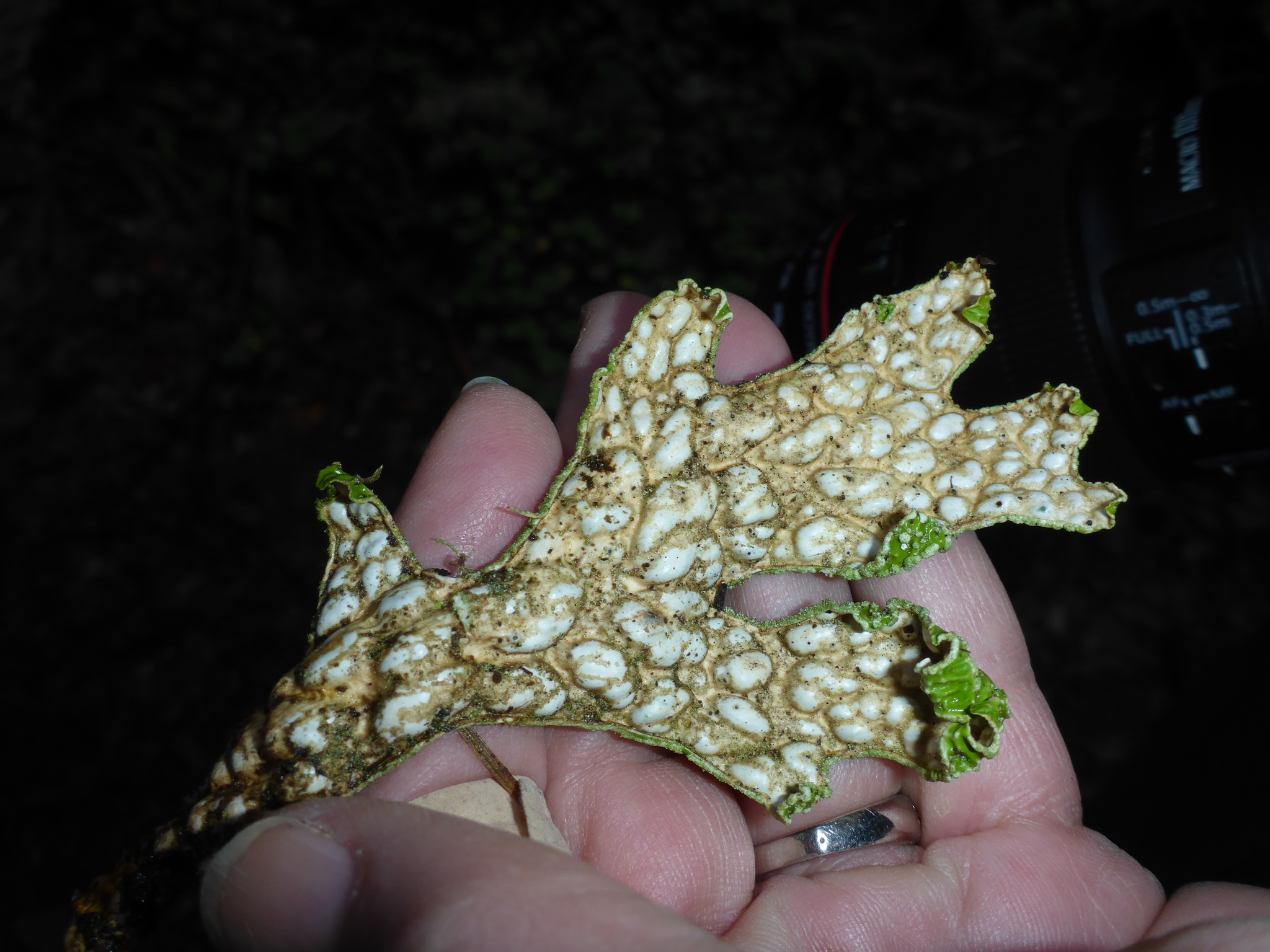 Lobaria pulmonaria image