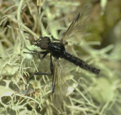 Dilophus nigrostigma