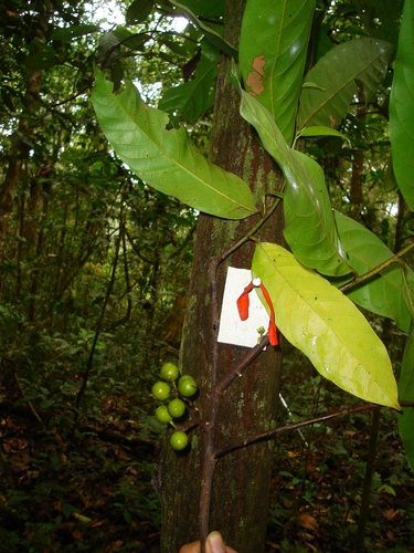Unonopsis floribunda