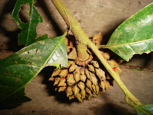 Duguetia spixiana, 2007-10-19