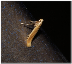 Caloptilia invariabilis