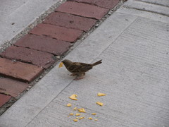 Passer domesticus