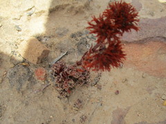Crassula alpestris