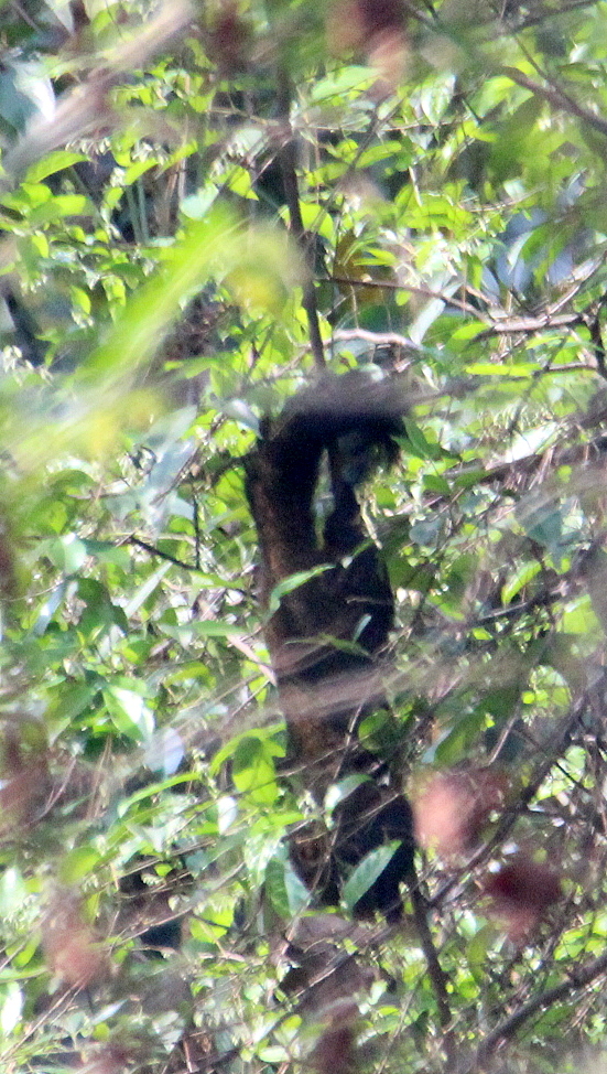 Pallas's squirrel