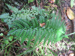 Polystichum wawranum