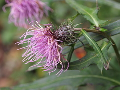 Cirsium nipponicum incomptum