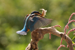 Alcedo atthis