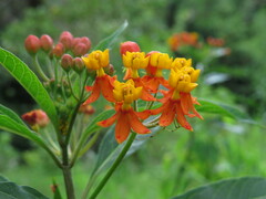 Asclepias curassavica image