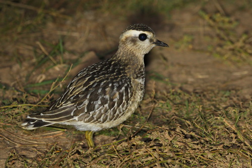 Eurasian Dotterel (Eudromias morinellus), photo 8