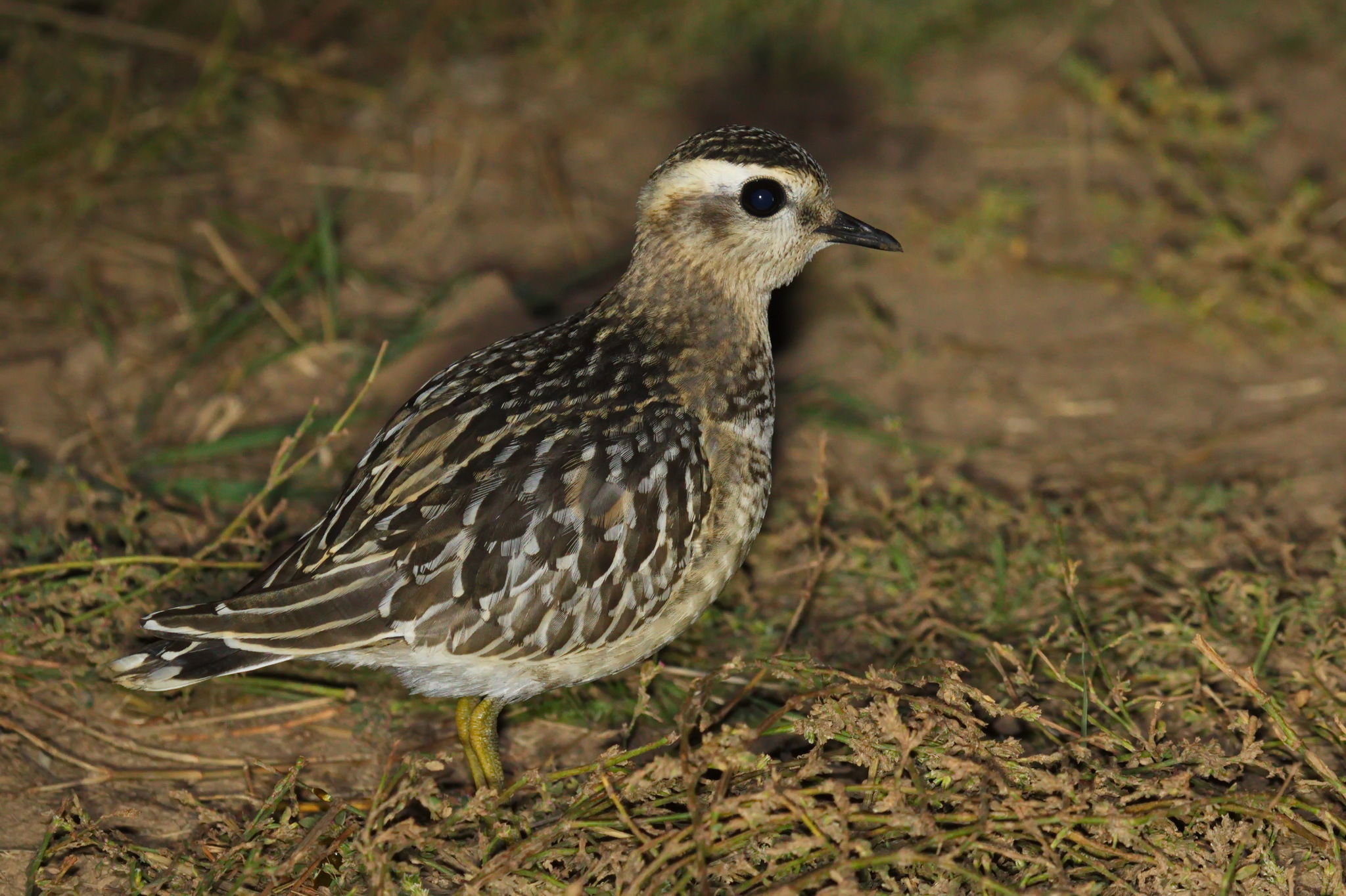 Eurasian Dotterel
