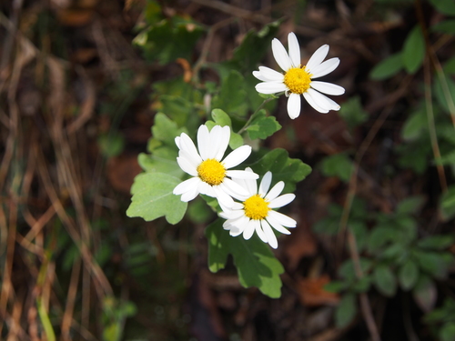 Chrysanthemum wakasaense iNat (1)