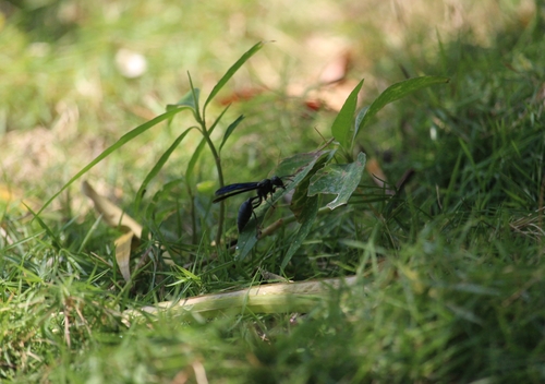 Northern Warrior Wasp photo 2