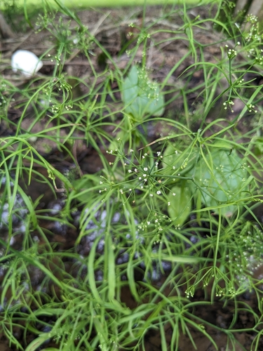 Image of Cynosciadium digitatum by (c) Jacob Saucier, some rights reserved (CC BY)