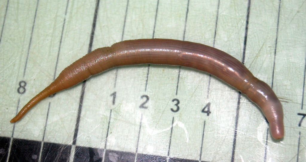 Golfingia margaritacea