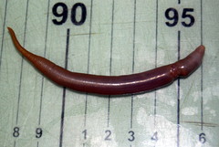 Golfingia margaritacea