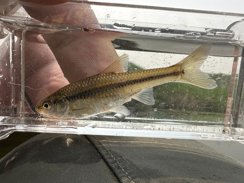 Topeka-shiner (Notropis topeka) — Cyprinidae