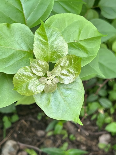 beautiful bougainvillea