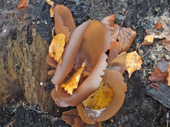 Daleomyces petersii